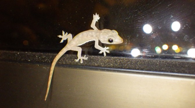 Zip Lining Adrenaline and More Adrenaline when our Night Bus Plans are Scuppered – Monteverde – San Jose, Costa Rica