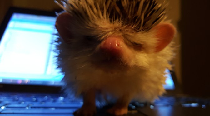 Weakly, not Weekly Roundup (aka “Why We Are Utterly Shit Travel Bloggers”)